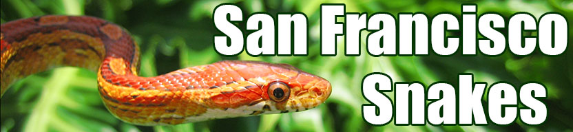 San Francisco snake